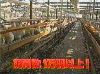 EskapeTV11.pic