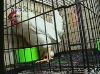 EskapeTV23.pic