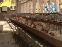 ピクチャ 7